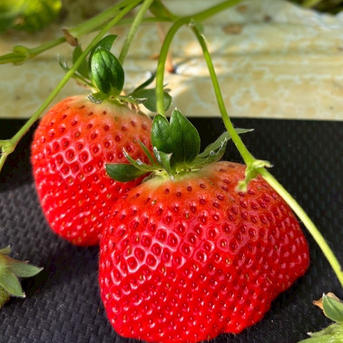 海外セレブ御用達】🍓やみつきリピーター続出🍓累計数十万人が虜になる