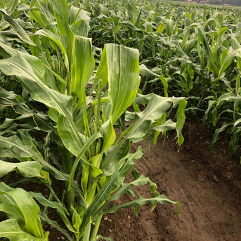 ホワイトショコラ 5kg以内 野菜/とうもろこし通販