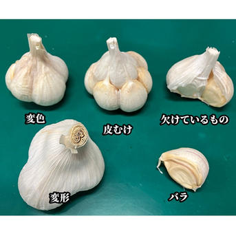 青森県産ホワイト六片種にんにく 1kg 家庭用 不揃い品 ｜ 野菜
