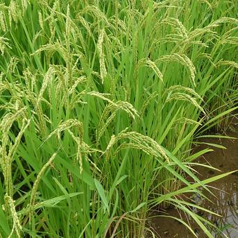 新米30kg】令和8年度宮城県大崎市古川産ひとめぼれ「環境保全米