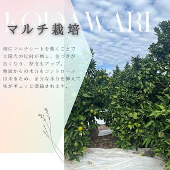 予約】【ゆら早生】5キロ 2Sサイズ家庭用 極早生 有田みかん 低