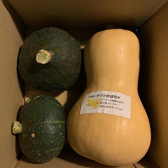 「バターナッツと栗っプチ」★食べ比べセット約2kg以下 約2kg以下 野菜/かぼちゃ通販