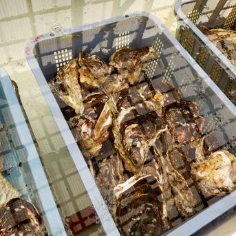 【今が旬！】超特大ミルキー3L以上岩牡蠣！！！4個入り 大サイズ、4個入り 魚介類/牡蠣通販
