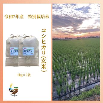 R7年産特別栽培米 コシヒカリ（玄米） 5kg×2袋 ｜ 米・穀物/玄米 産直