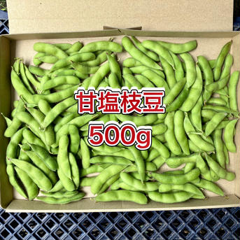 【鹿児島産】甘塩枝豆箱込み500g^_^ 箱込み500g前後 野菜/枝豆通販