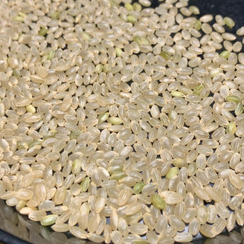新米【令和8年産】新潟県産つきあかり 玄米20kg｜ふっくら大粒のお米