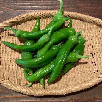 京都産　万願寺とうがらし 訳あり 400g 野菜/ししとう通販