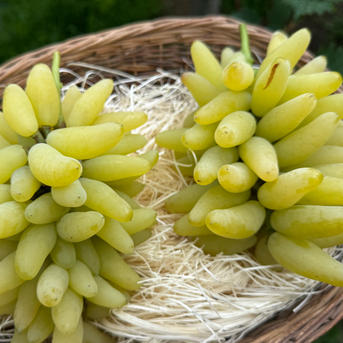 特価3箱限定ゴールドフィンガー900g2から3房 ｜ 果物/ぶどう 産直
