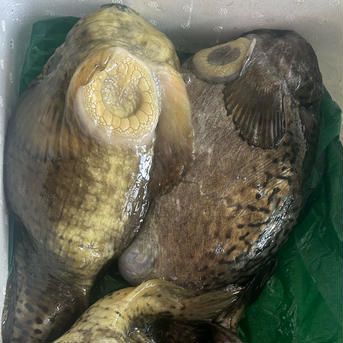 冬限定❗️ゴッコ汁用パック❗️　(ホテイウオ) 700g  1パック 魚介類/その他魚介通販