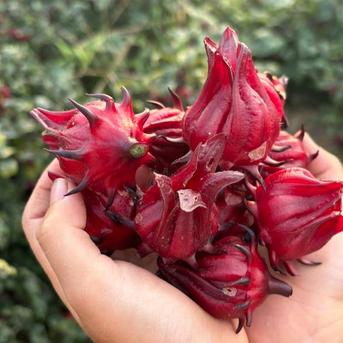 採れたて新鮮！【生ローゼル】1kg | 野菜/ハーブ 産直アウル 農家