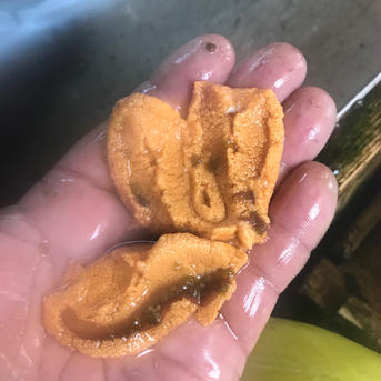 （実質送料無料）キタムラサキウニ（北海道利尻島産）１パック 100g １パック100g 魚介類/ウニ通販