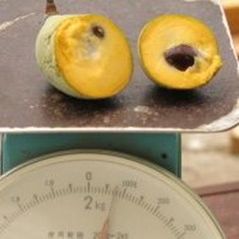幻のポポー 約900g | 果物/その他果物 産直アウル 農家から直接
