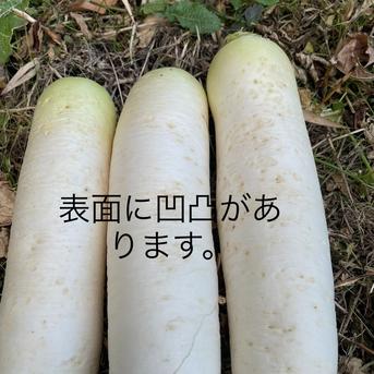 【自然栽培】大根（だいこん）10㎏（農薬・肥料不使用） 10kg 野菜/大根通販