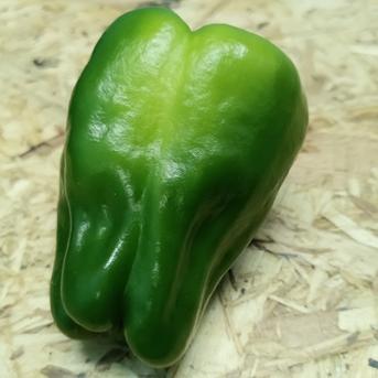 物価高騰に一役！！緑　サイズ無選別　規格外　4Kg ピーマン 野菜/ピーマン通販