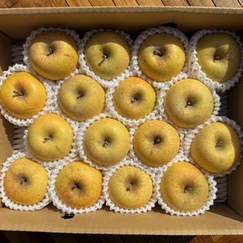 小玉はるか【スマートフレッシュりんご家庭用約3kg】（玉数指定不可