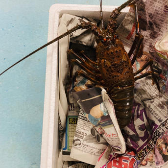 訳あり　千葉県産　活伊勢海老　700-750×3匹 訳あり　千葉県産　活伊勢海老　700-750×3匹 魚介類/エビ通販