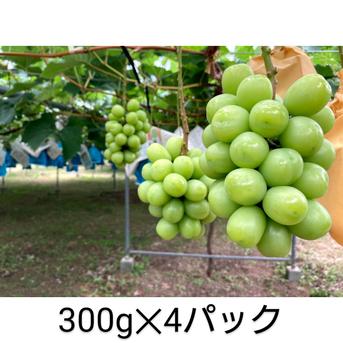 不知火町のシャインマスカット　300ｇ✕４パック 300g✕4パック 果物/ぶどう通販