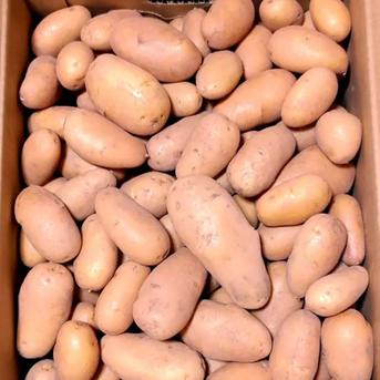 【熊本産】新じゃがいも 4.5kg超 4.5kg 野菜/じゃがいも通販