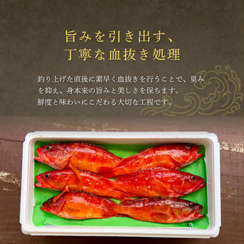 漁師直送！アカハタ　２kg ２㎏　4匹～8匹 魚介類/アカハタ通販