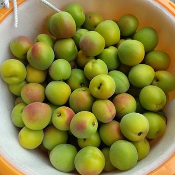食品 訳あり 和歌山県産 南高梅 箱込み20kg 梅仕事