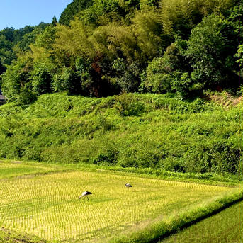 令和6年 京都【丹波産】コシヒカリ 精米 -特別栽培米- “星ひかり” 2kg 米・穀物/米/精米通販