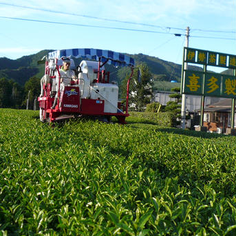 全国第3位◉2023年　こだわりの番茶　秋摘み番茶 800g お茶/緑茶通販