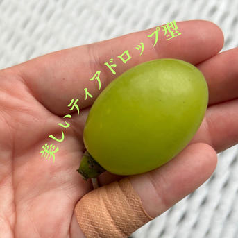 送料込【レアぶどう】ジュエルマスカット おまけ付き山形県産ぶどう