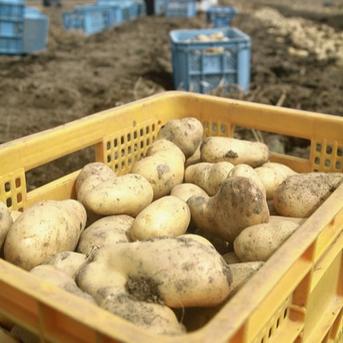 じゃがいも きたあかり20kg 北海道産 ｜ 野菜/じゃがいも 産直アウル