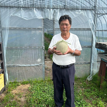 北海道産菜の花メロン青肉 青肉2玉入 果物/メロン通販