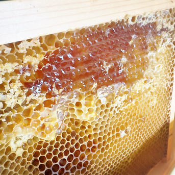 国産[徳島産]純粋 天然 生はちみつ 300g 2個セット ｜ はちみつ