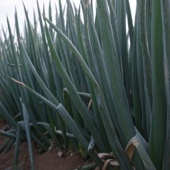深谷ねぎ10kg 土付き 鏡農園 ｜ 野菜/ねぎ 産直アウル 農家・漁師