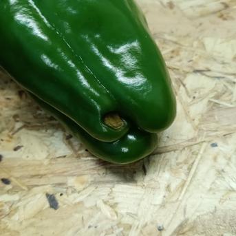 物価高騰に一役！！緑　サイズ無選別　規格外　4Kg ピーマン 野菜/ピーマン通販