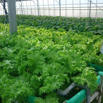 砂栽培野菜たちとまぼろしのエコ米★ 野菜/野菜セット・詰め合わせ通販