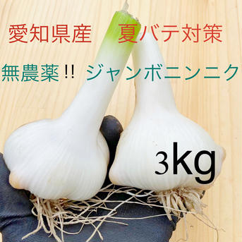 アリス農園　ジャンボニンニク3.0kg 3.0kg 野菜/にんにく通販
