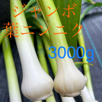 アリス農園のジャンボ葉ニンニク 3.0kg 野菜/にんにく通販