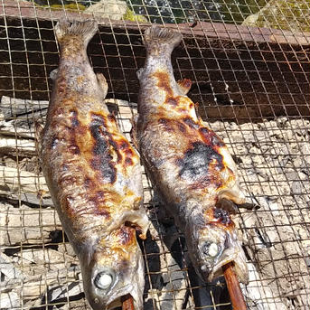 ニジマス(冷凍)　8～12匹×2セット ニジマス　8～12匹　×2セット 魚介類/川魚通販