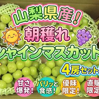 山梨県南アルプス市産　朝一採り 極甘シャインマスカット　ご家庭用　8房3.5キロ 山梨県南アルプス市産朝穫れシャインマスカット！ ｜ 果物/ぶどう 産直