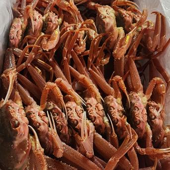 訳活オオズワイ（中小）8ｋｇ詰（約30-60尾） 8ｋｇ詰（約30-60尾） 魚介類/カニ通販