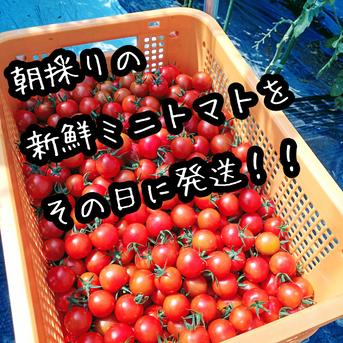 【数量限定】訳ありだけど味よし　新鮮　ミニトマト　１ｋｇ セット １ｋｇ 野菜/トマト通販