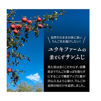 ラスト限定青森県産農薬不使用サンフジりんご13キロ送料無料 サンふじ5kg(16〜18個) 11月から順次発送！【家庭用】青森県産りんご