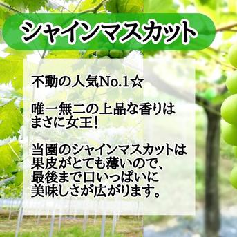 シャインマスカット　粒　４キロ 大特価】シャインマスカット粒切りぶどう4kg! | 果物/ぶどう