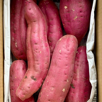 訳あり】どすこいサイズ「紅はるか」5キロ箱 | 野菜/さつまいも 産直
