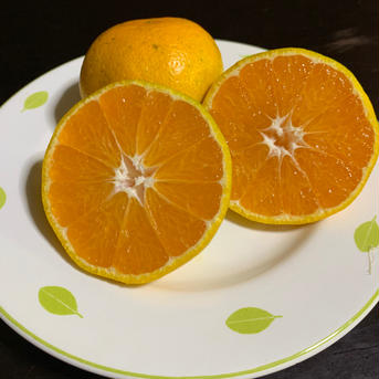 酸味と甘味のバランス　極早生みかん　【レギュラー品】 5キロ 果物/温州みかん通販