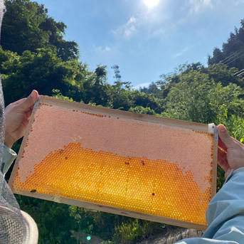 春百花蜜1000g×3本 ｜ はちみつ/はちみつ 産直アウル 農家・漁師など