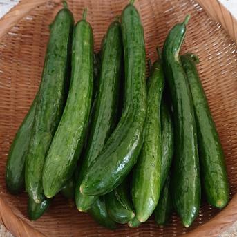 おまかせ夏野菜セット 約1.5〜1.9kg 野菜/野菜セット・詰め合わせ通販