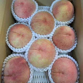 川中島白桃🍑完熟黄金桃セット【数量限定】8玉 ｜ 果物/もも 産直