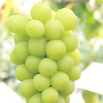 フルーツ王国山梨より朝採り農家直送シャインマスカット 1キロ | 果物