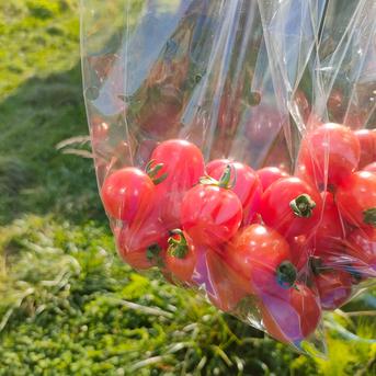 【旬祭限定】☆10%増量中☆信州の高原より新鮮野菜をお届け！旬の野菜セット７種(レギュラー) 旬の野菜セット７種 野菜/野菜セット・詰め合わせ通販