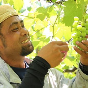 溢れんばかりの『旨味』を一粒一粒に凝縮　クロレラ巨峰１キロ（3〜4房入） 巨峰1キロ（3〜4房） 果物/ぶどう通販