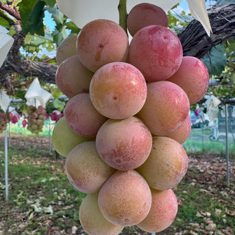 岡山県産クイーンニーナ 2房、シャインマスカット晴王1房 岡山県産クイーンニーナ 2房、シャインマスカット晴王1房 定期便